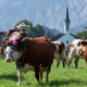 Cows in traditional Austrian attire with bells around neck
